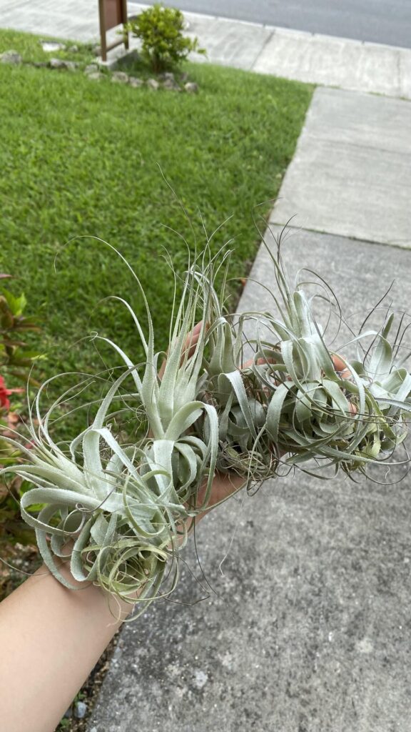 Spikes and many growths! Spikes and many growths!