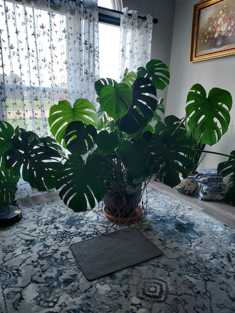 Wanted to share my mom's giant plants.