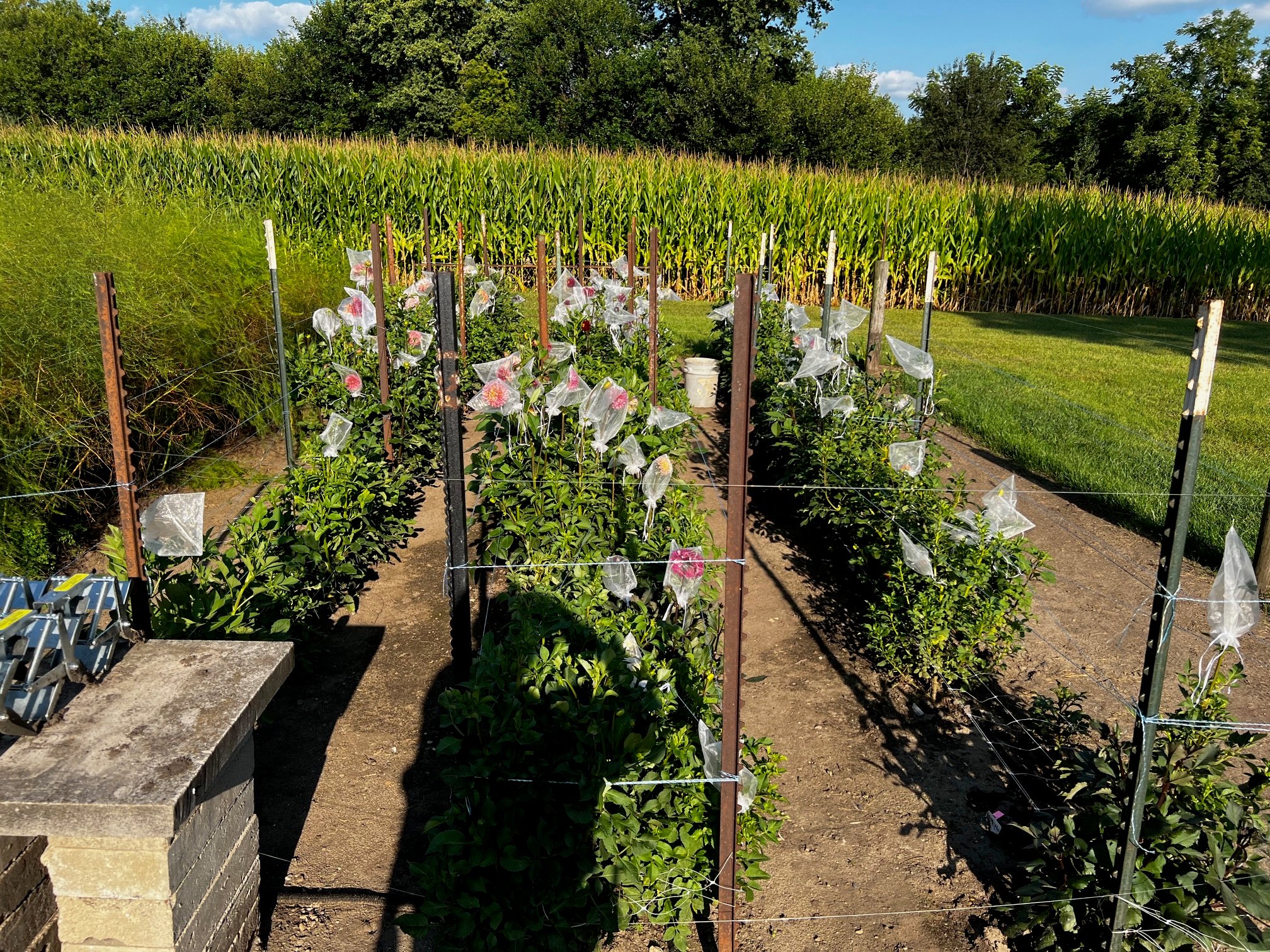 Readers share their gorgeous gardens