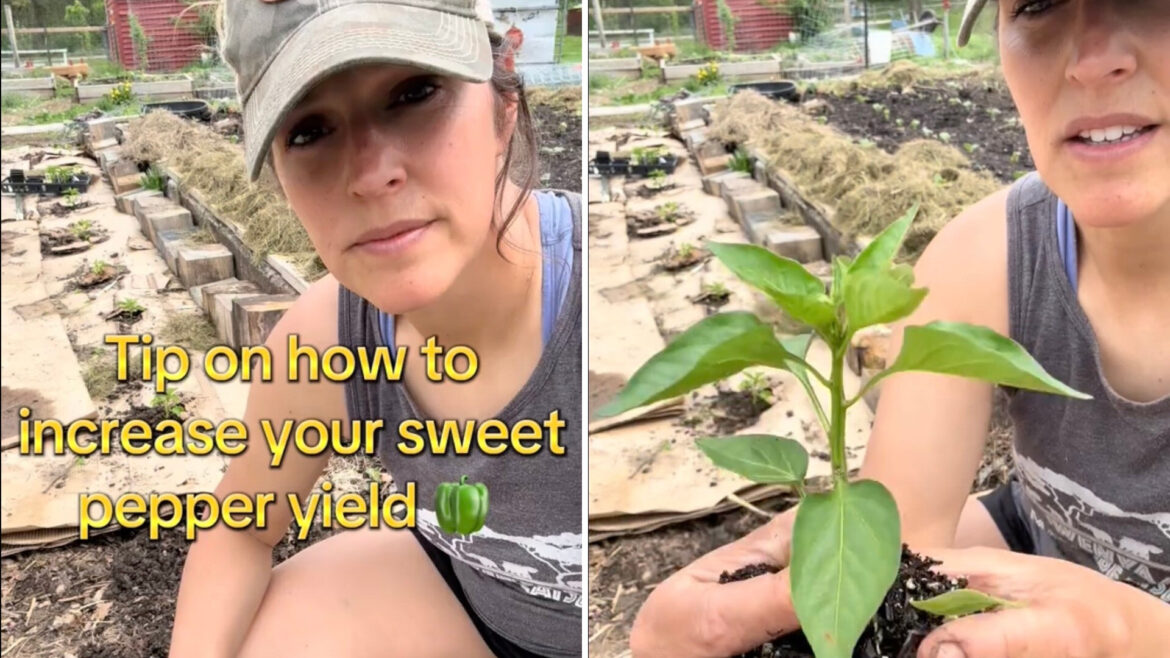 "Definitely trying this year."