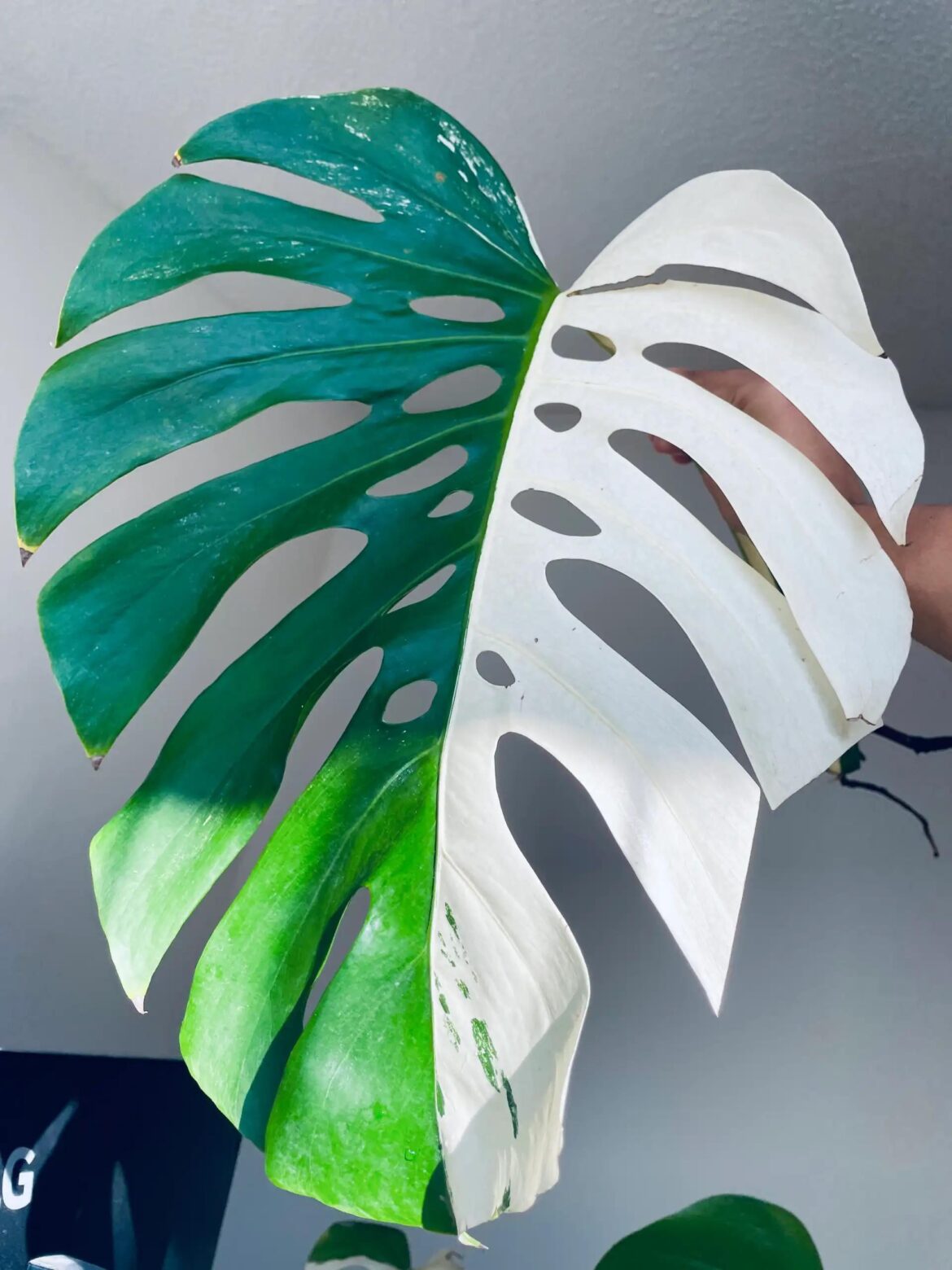 Isn’t she pretty? 🤯🪴