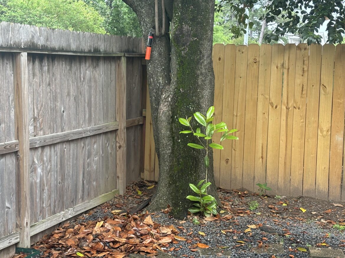 Did my magnolia have a baby? Did my magnolia have a baby?
