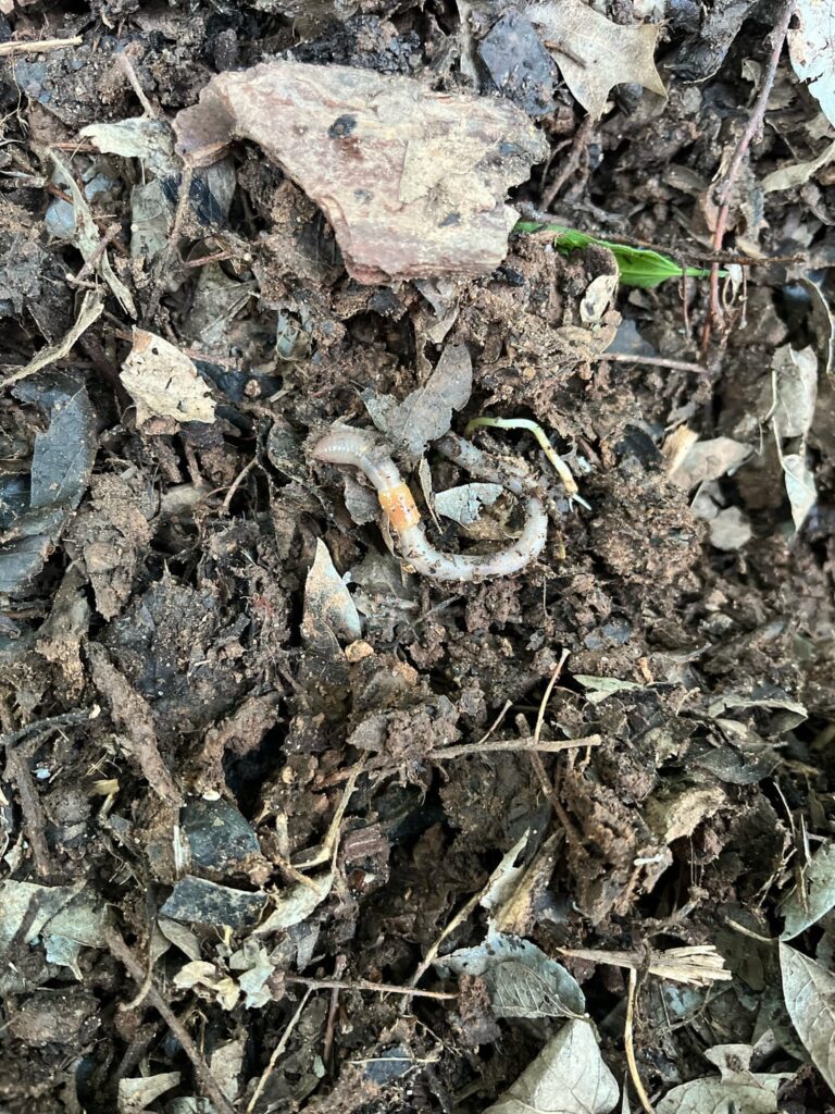 Are these safe worms??