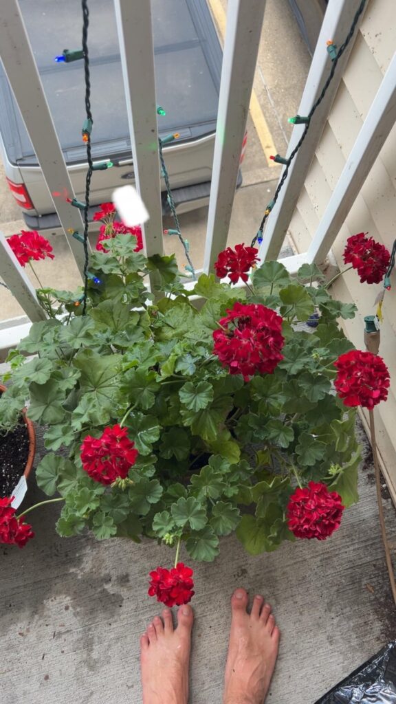 Help with gardenia