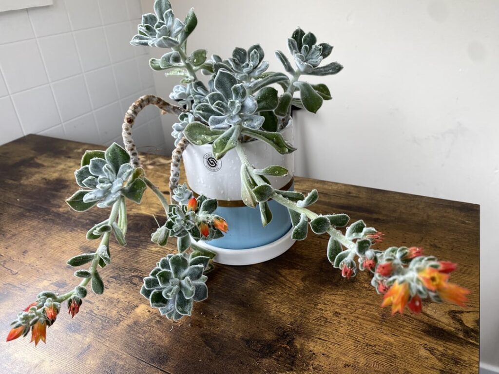 Is this considered blooming from a succulent plant?