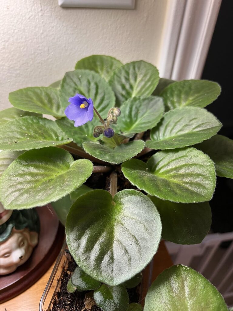 My violets are blooming after getting nearly killed My violets are blooming after getting nearly killed