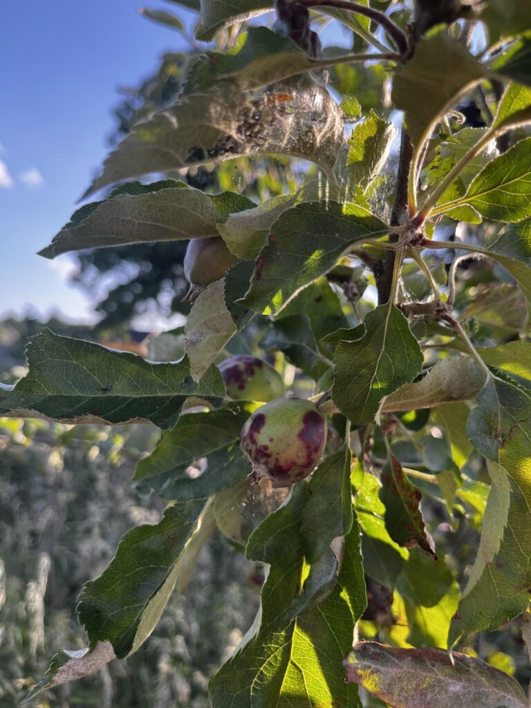 Got those on my apple trees