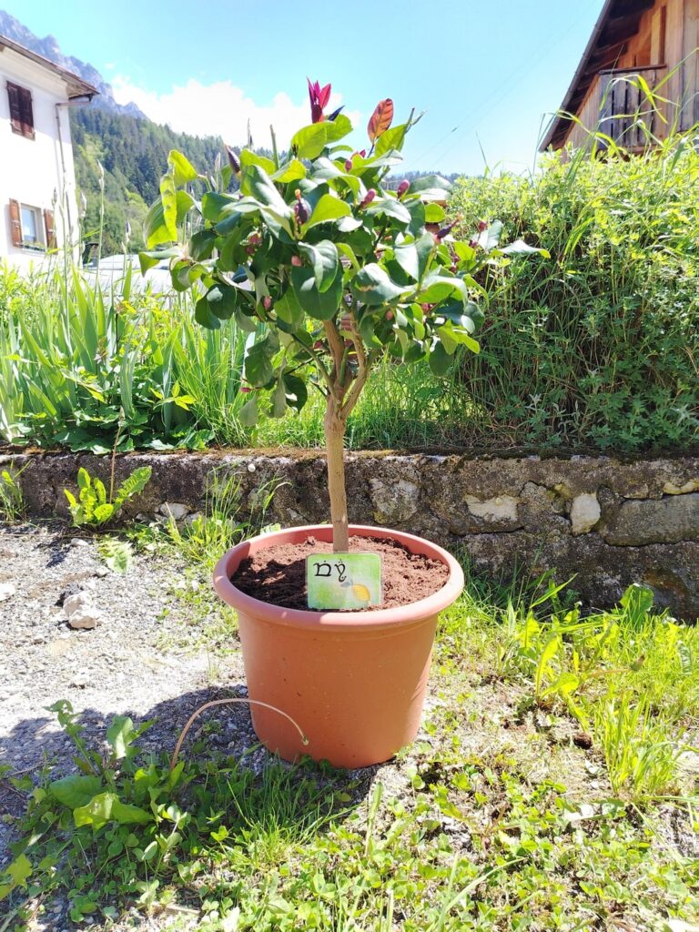 I don't know if a lemon tree counts as houseplant, but look! He's called Virya and he's making a lot of lemons and flowers😄