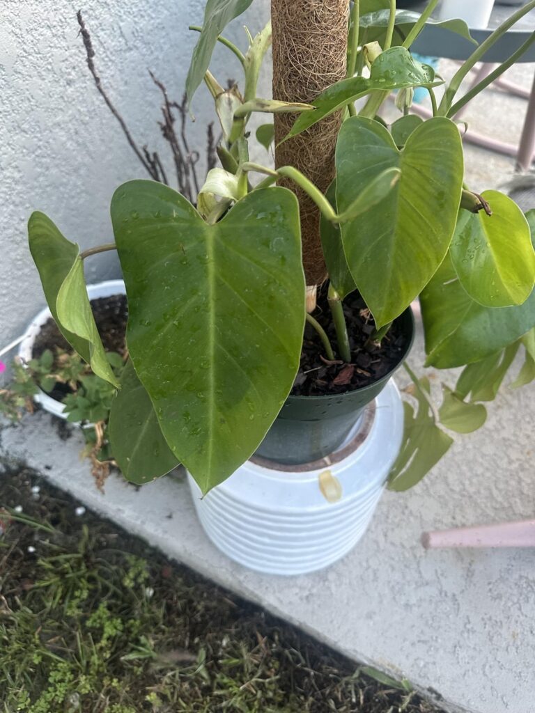 ID help?