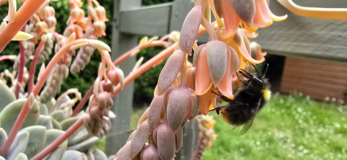 First bee I have seen this year 🥹