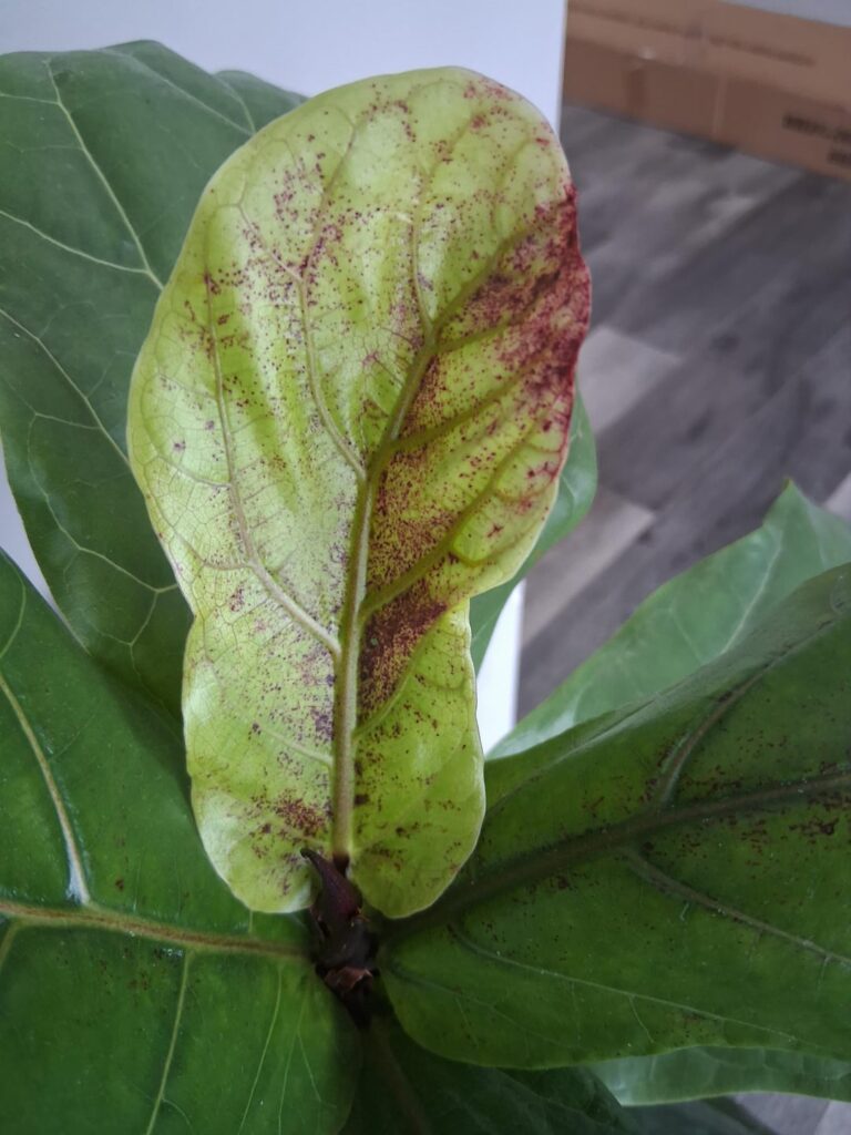 I'm thinking this is Edema but I'd like everyone else's opinion. First Pic newest leaf second Pic the leaf before. The second Pic leaf was not as spotted as the first.