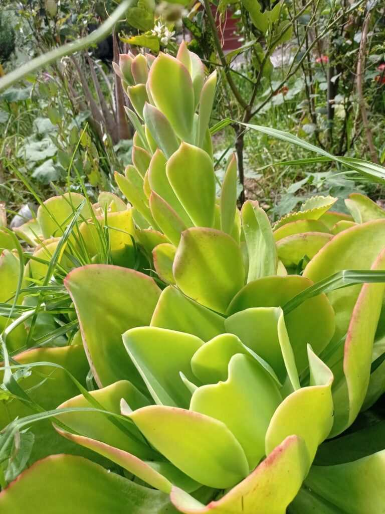 Two varieties of Echeveria pallida