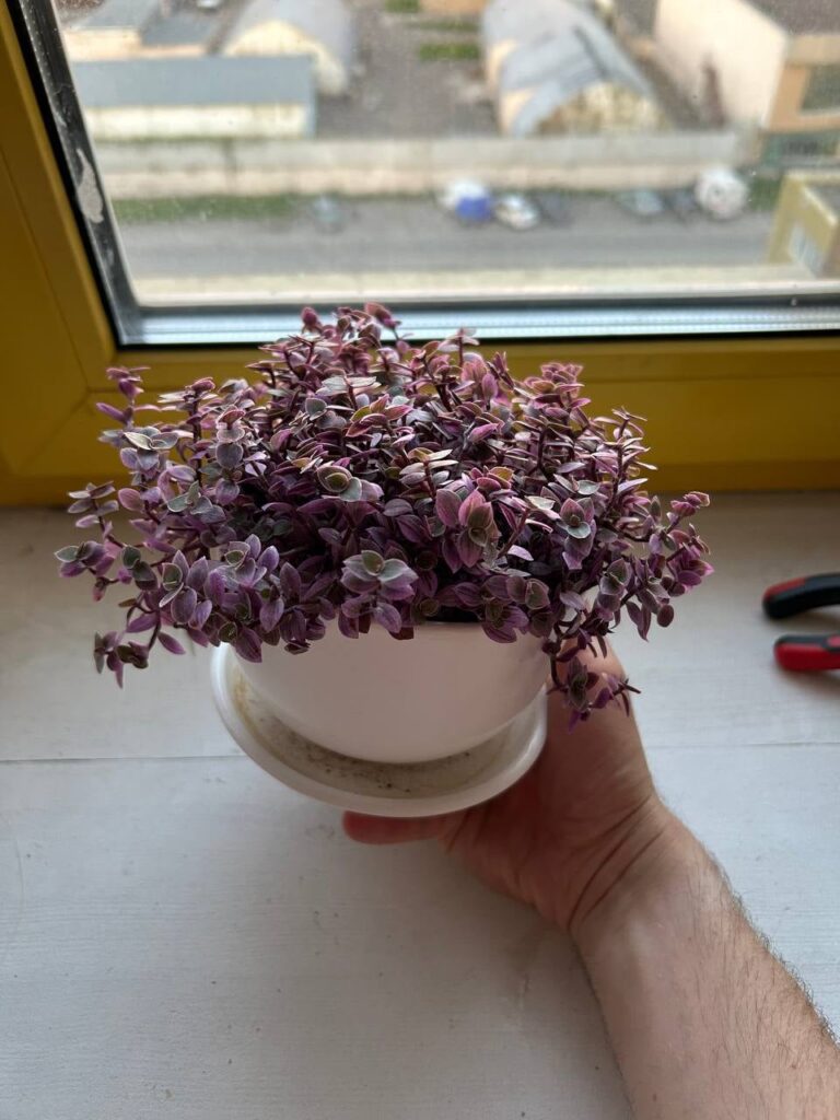 My first time having houseplants