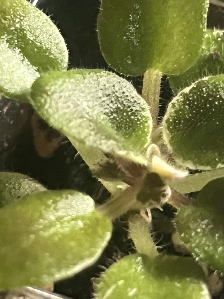 Is Toy Castle known for putting out a bunch of suckers/extra crowns as a baby plant? Is Toy Castle known for putting out a bunch of suckers/extra crowns as a baby plant?
