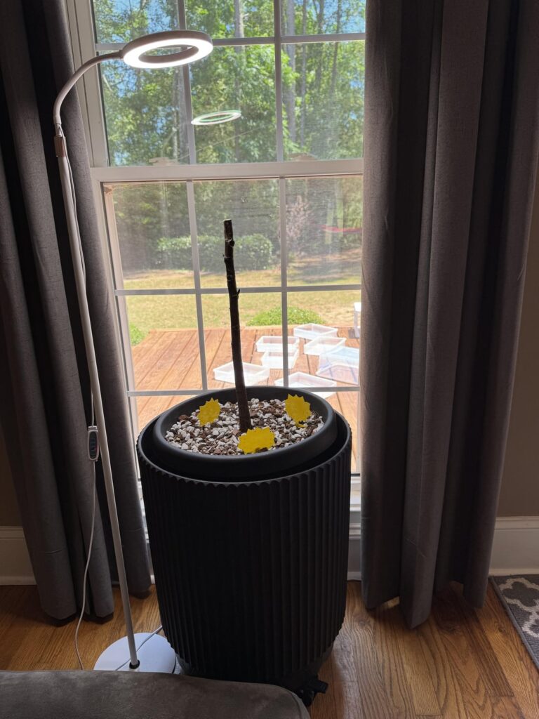 The family has made fun of me watering a stick. Well booyah