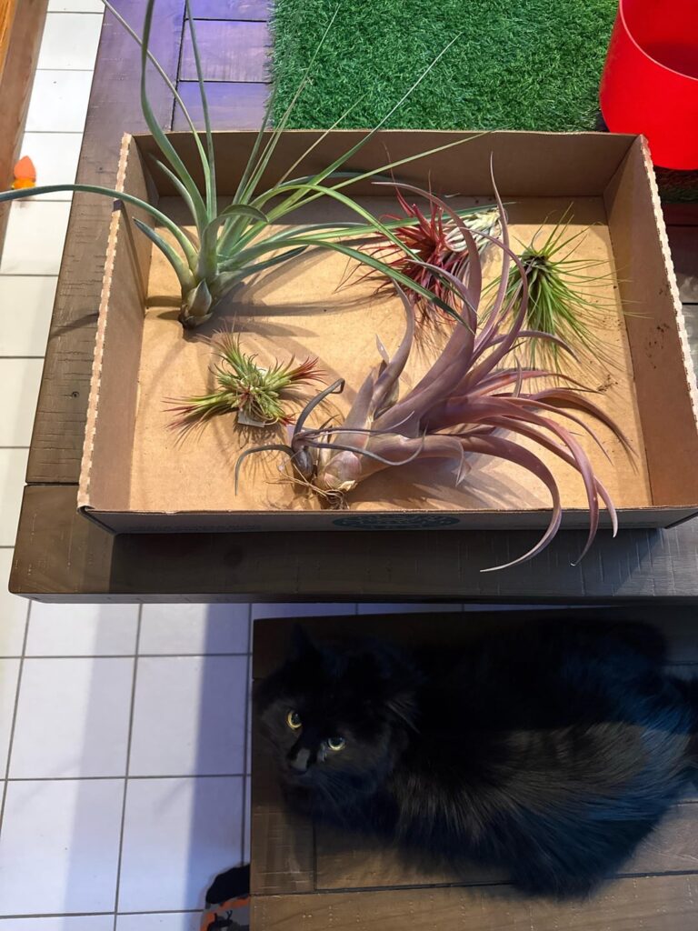 How much humidity is too much for these air plants? How much humidity is too much for these air plants?