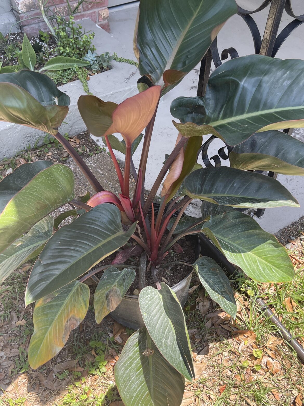 Massive Rojo Congo!!