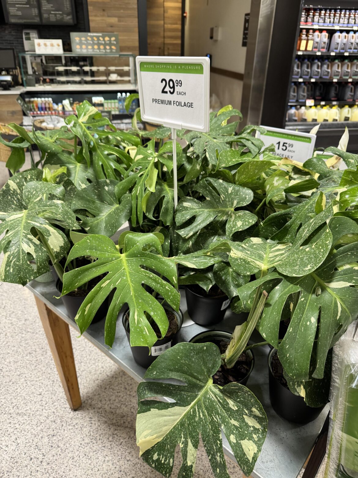 Soo I remember these Thai Constellations to be rare & expensive! Shocked to see in the grocery o: