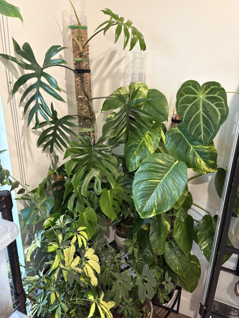 Welcome to my Jungle
