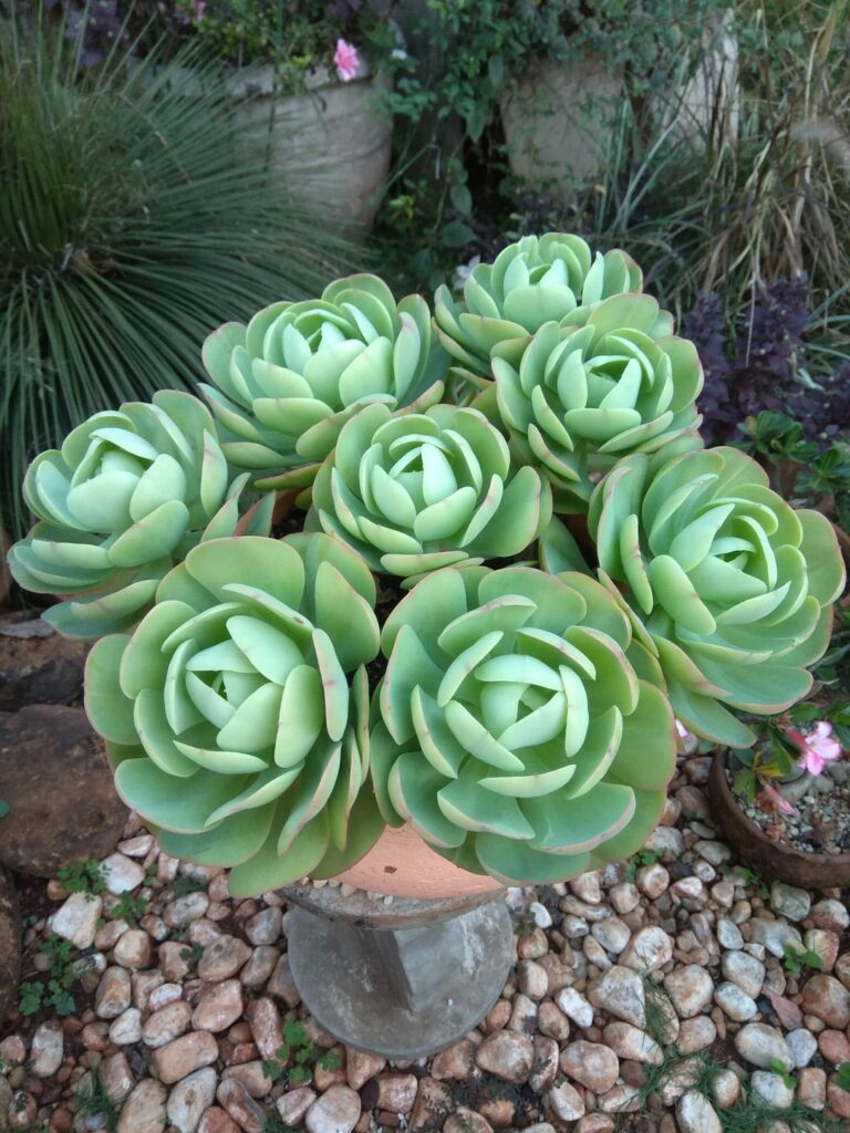Echeveria 'Momoca', aka 'Mandala Citrus'