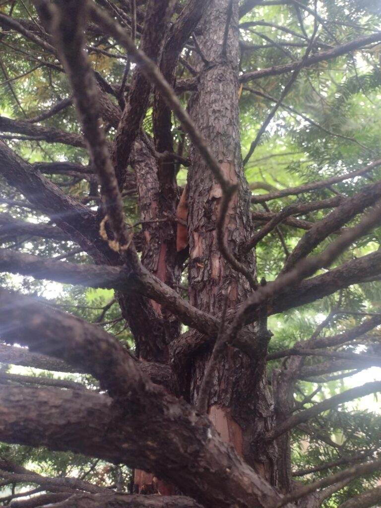 Taxus Canadensis Marshall, I think, Is this just root rot symptoms? Taxus Canadensis Marshall, I think, Is this just root rot symptoms?