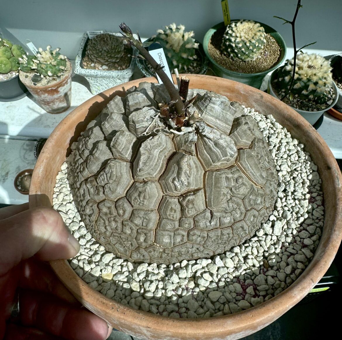 My female has woken up! The last of the dios, one has been in vine for ever, sylvaticas and hemicryptas still to wake up