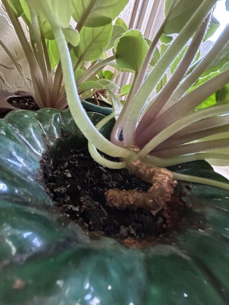 Advice on inherited violets? Advice on inherited violets?