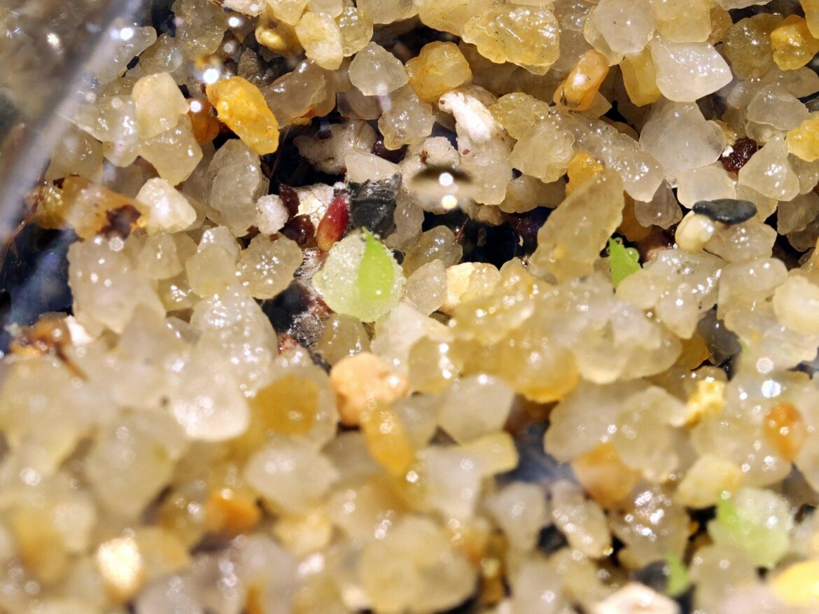 We have lift off! H. pubescens at 8 days