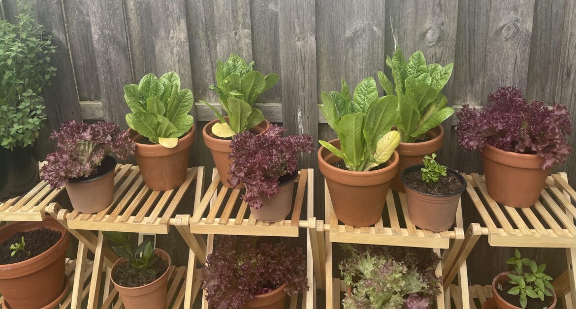 Time to repot these, right? Time to repot these, right?