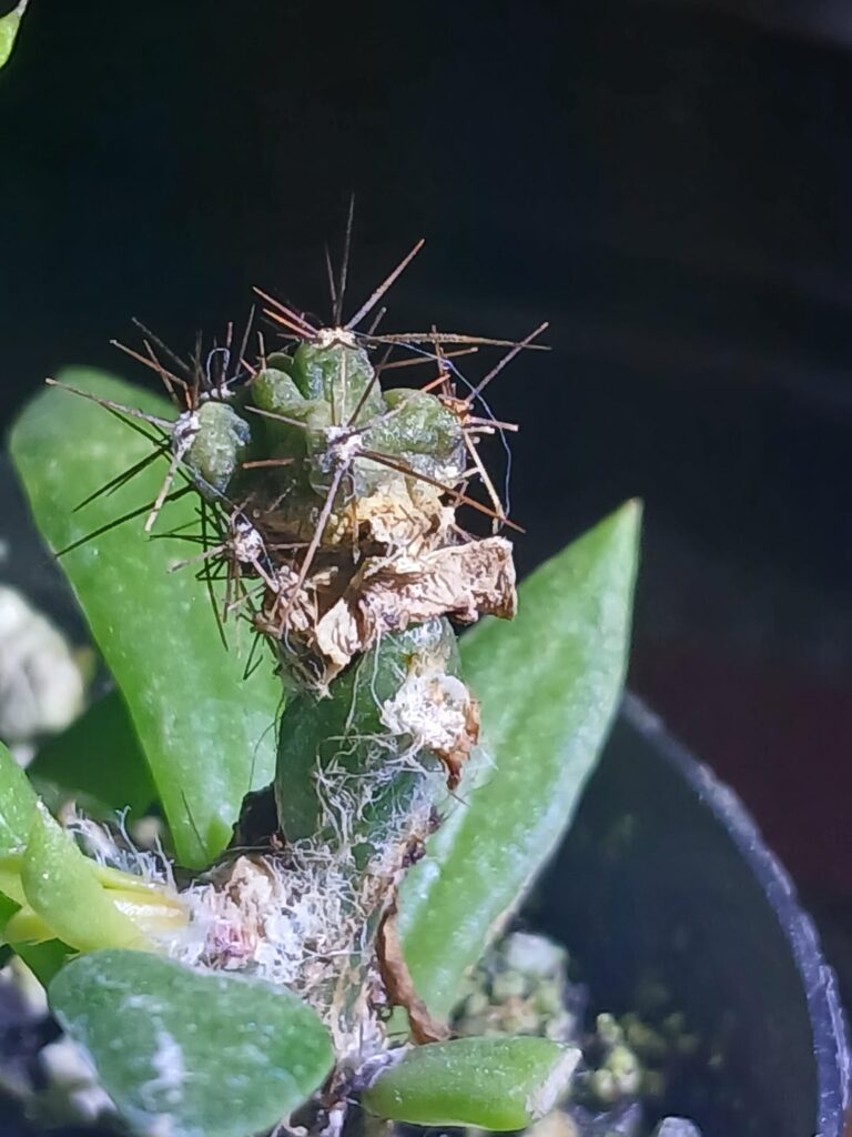 My fuggliest graft to date