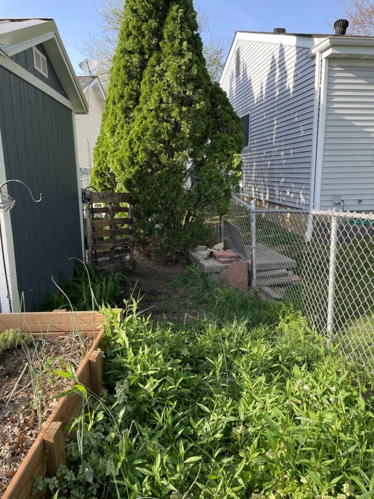 Grass alternatives for “Hummingbird Hideaway” in a native, pollinator garden