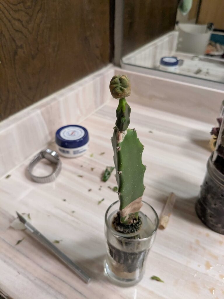 TBM 2.0 impaled Barbed Wire cactus… what’re my odds? TBM 2.0 impaled Barbed Wire cactus... what're my odds?