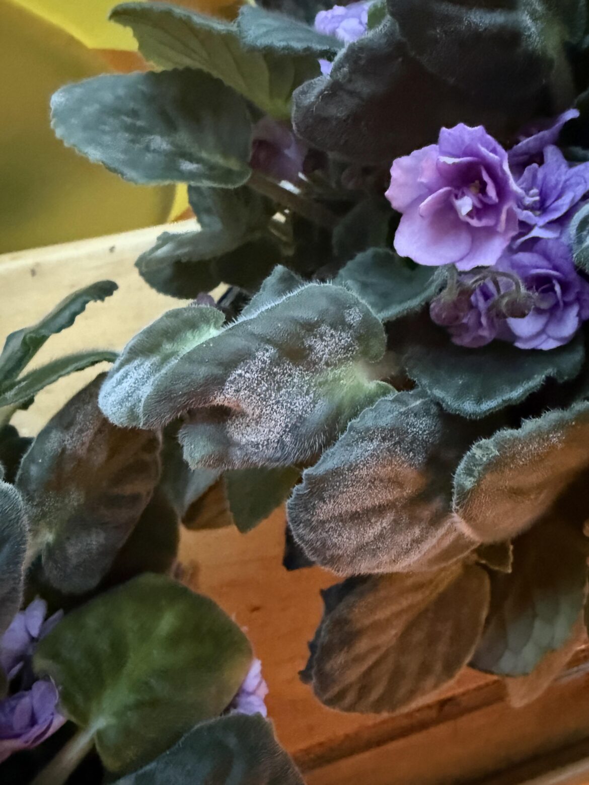 Powdery mildew?