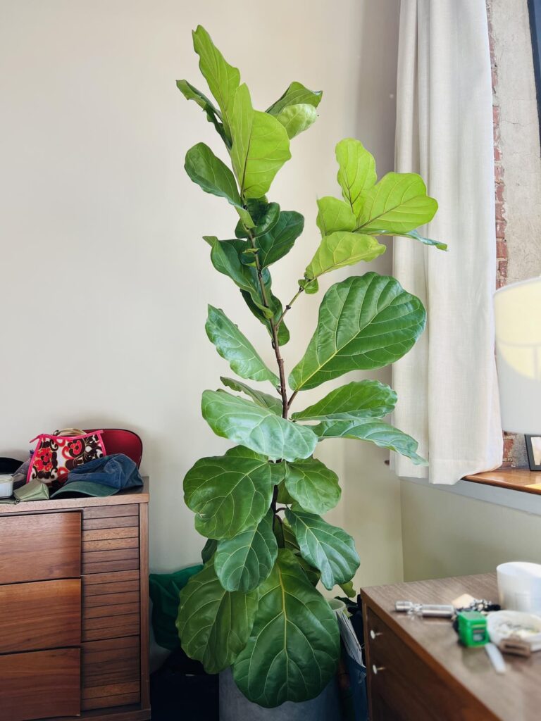 My first houseplant, 3 years later.