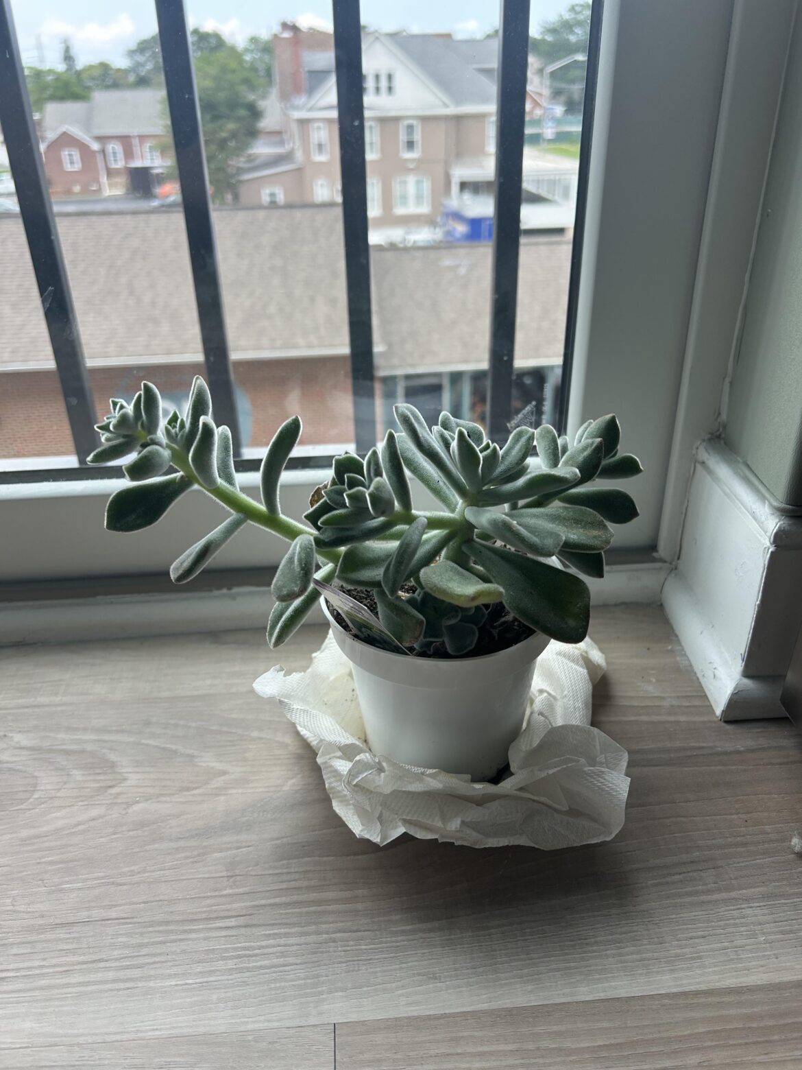 Is my frosty Echeveria healthy?