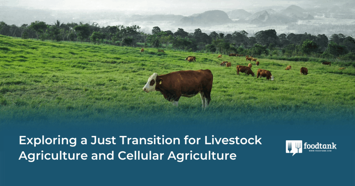 Ed | Exploring a Just Transition for Livestock Agriculture and Cellular Agriculture – Food Tank