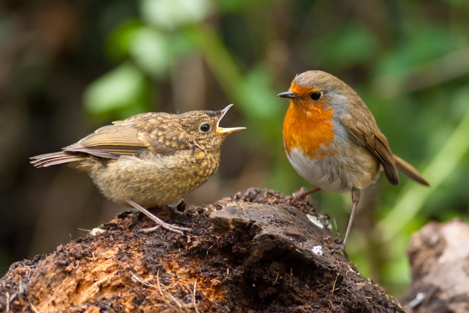 Juvenile robin begging for food from an adult robin.