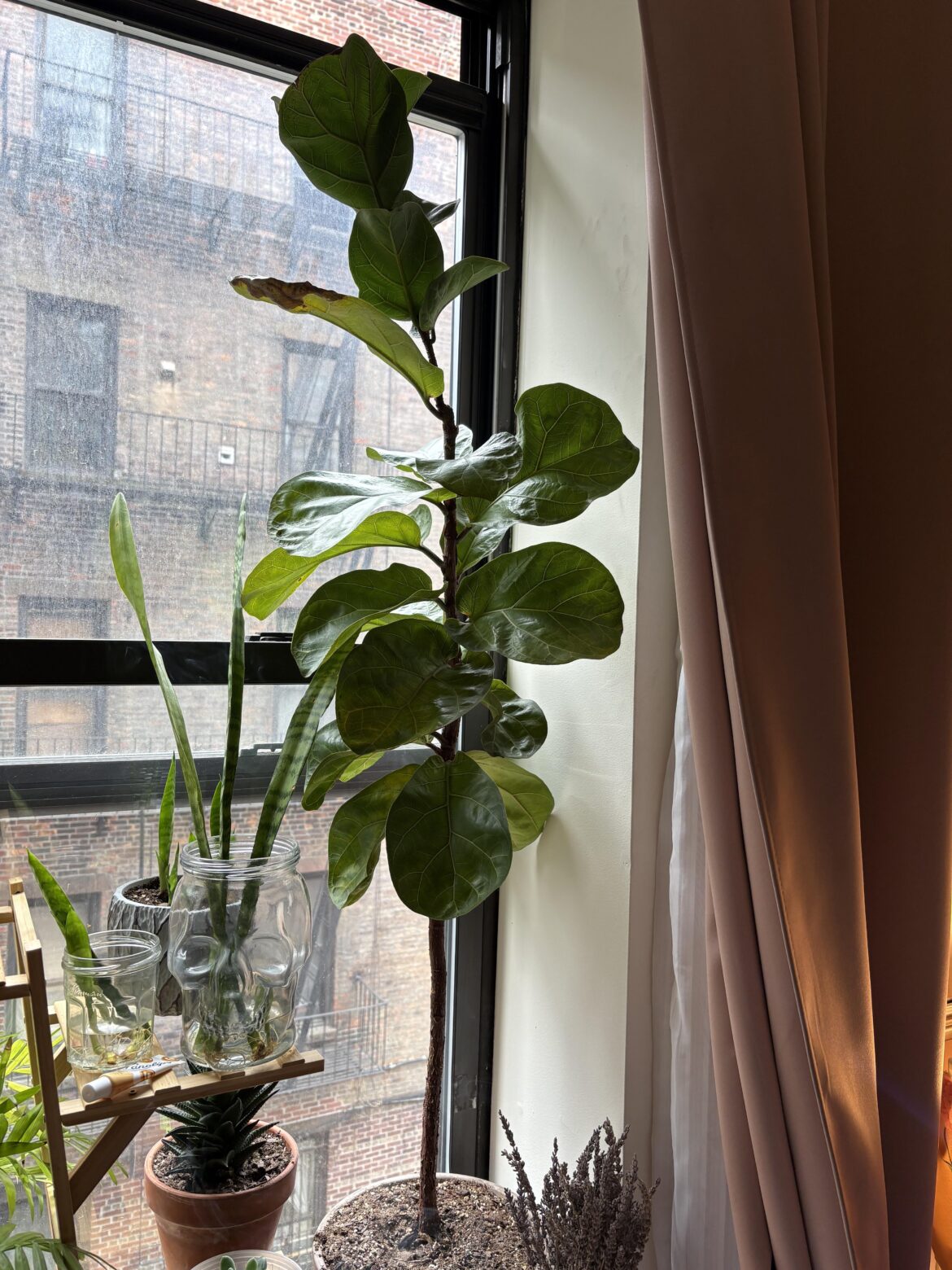Dreading the answer to this question—chop?