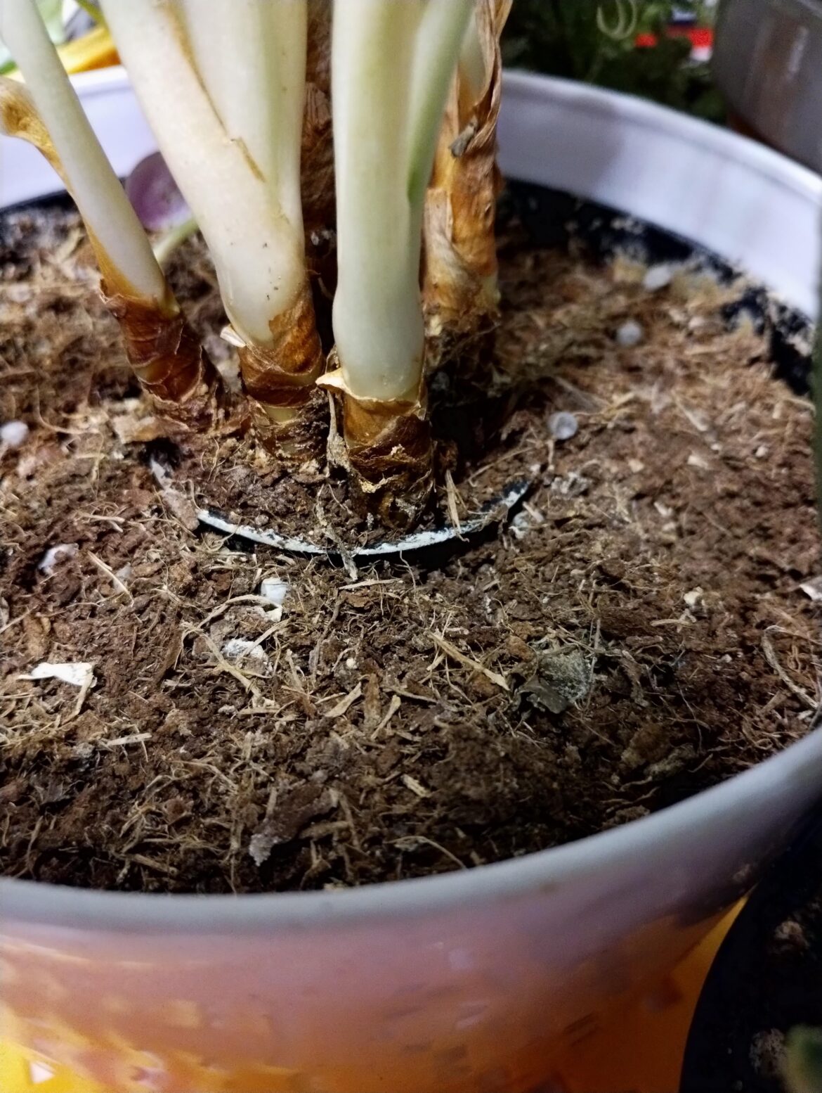 Why is this plant placed in a tiny cup inside the pot? Why is this plant placed in a tiny cup inside the pot?