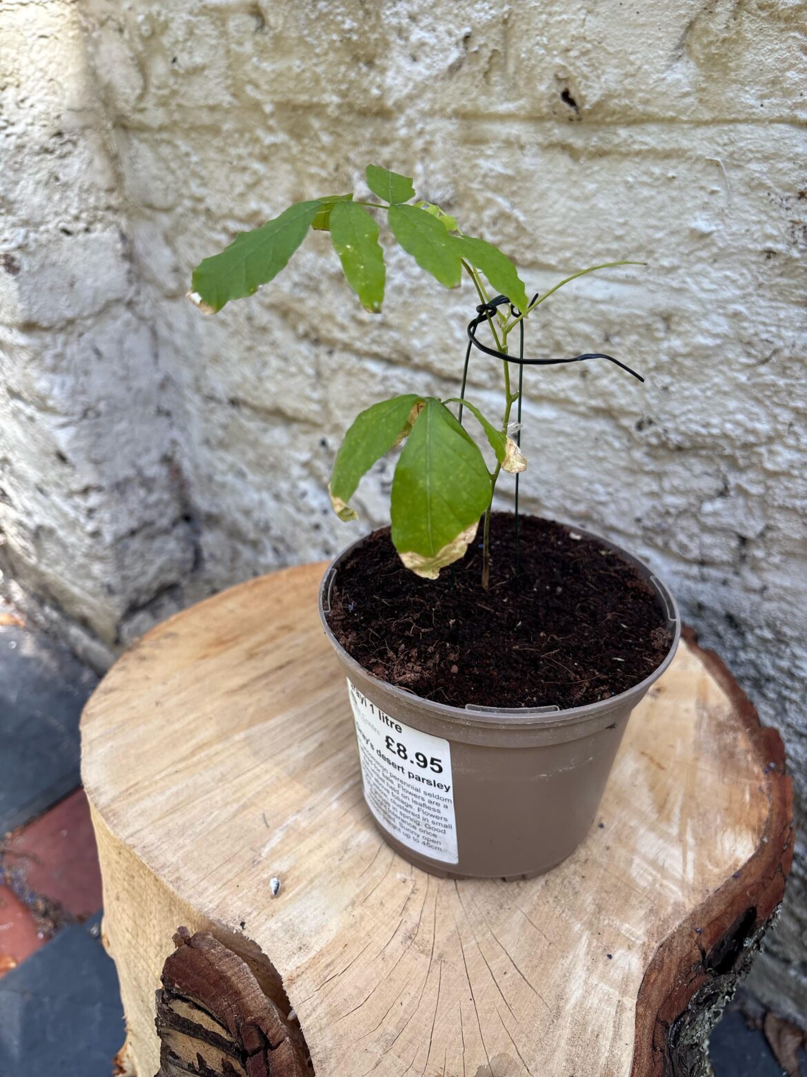 Wisteria help