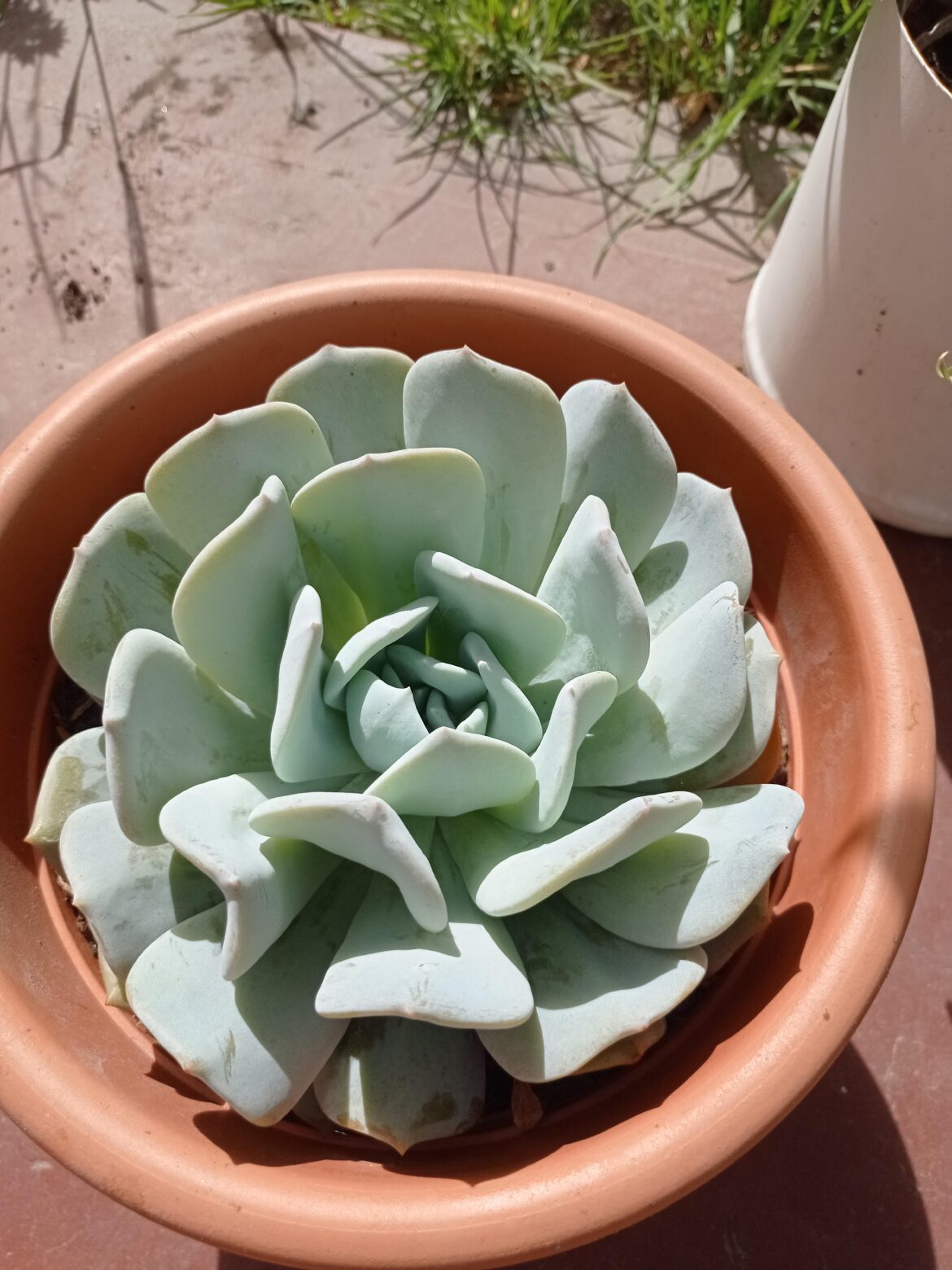 Echeveria Exotic
