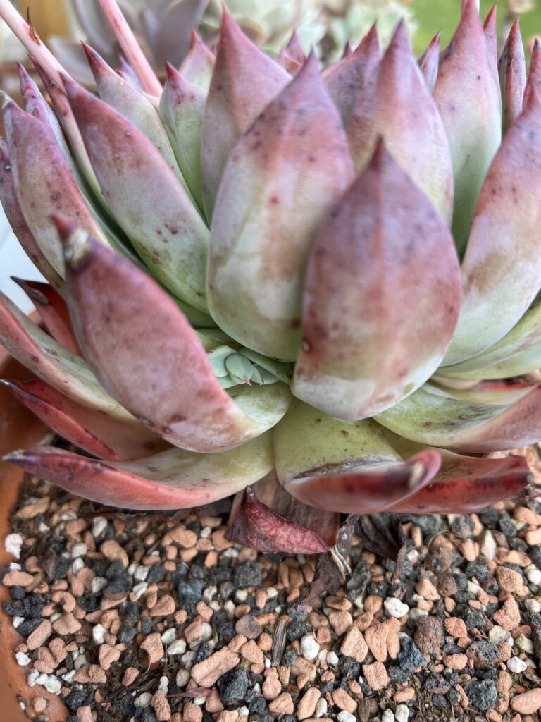 Finally my Echeveria colorata var brandtii has started to offset, also my Echeveria colorata Mexican Giant as well