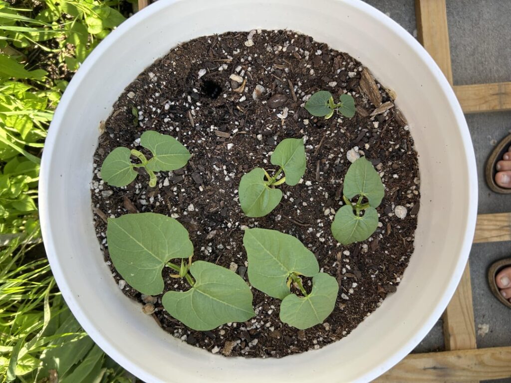 Do I need to thin these seedlings? Do I need to thin these seedlings?