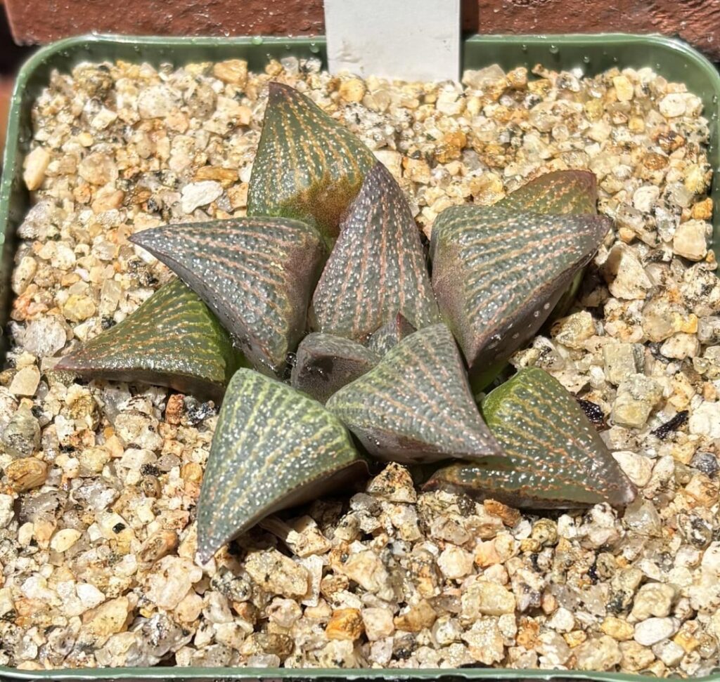 Repots for the day: dekenahii, hybrid, breueri