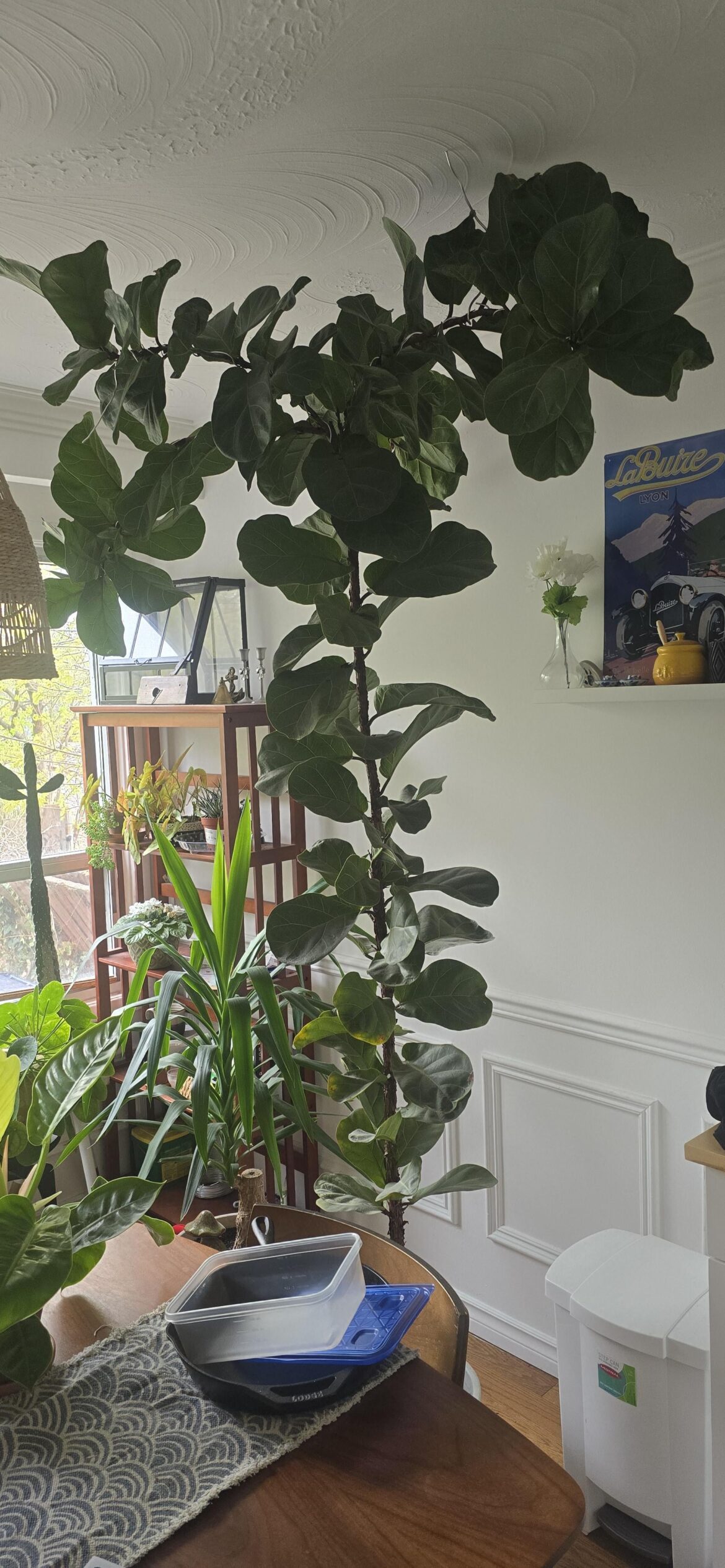 Update on my tre