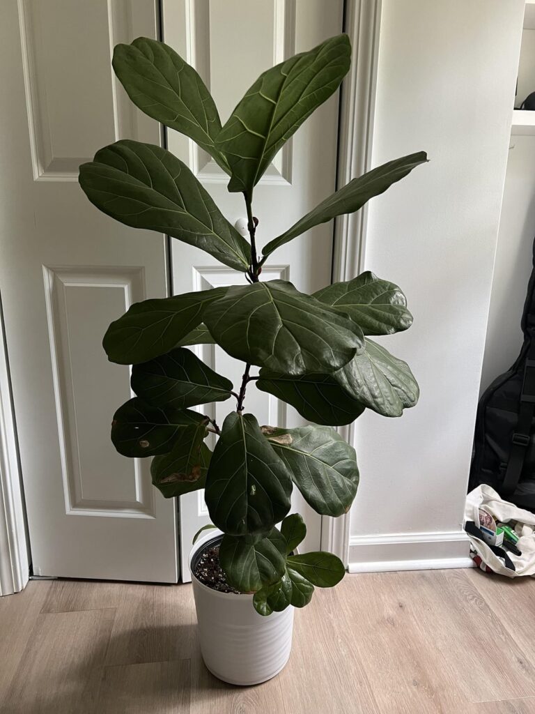 Leaves only on “front” of fiddle leaf - suggestions ?