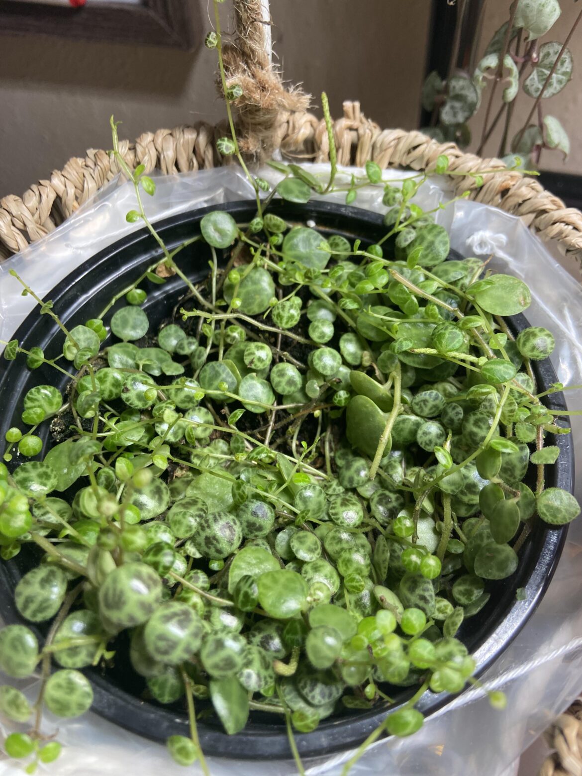 So many cute turtle babies.