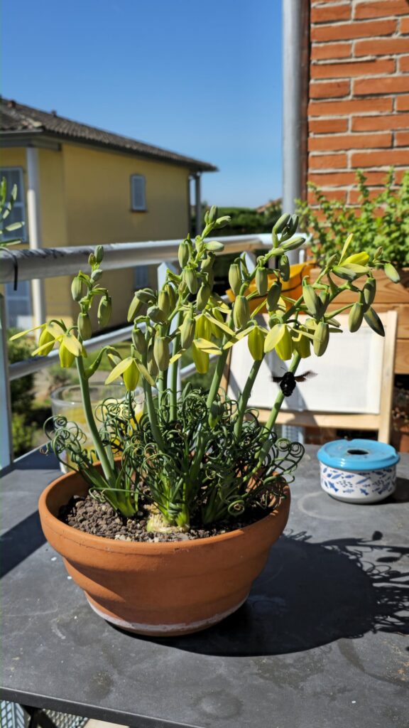 Bees sure do love albuca spiralis blooms