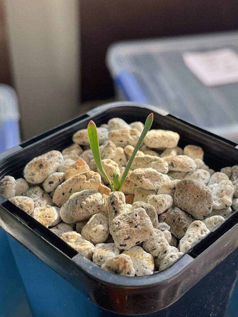 Welwitschia seedling growth?