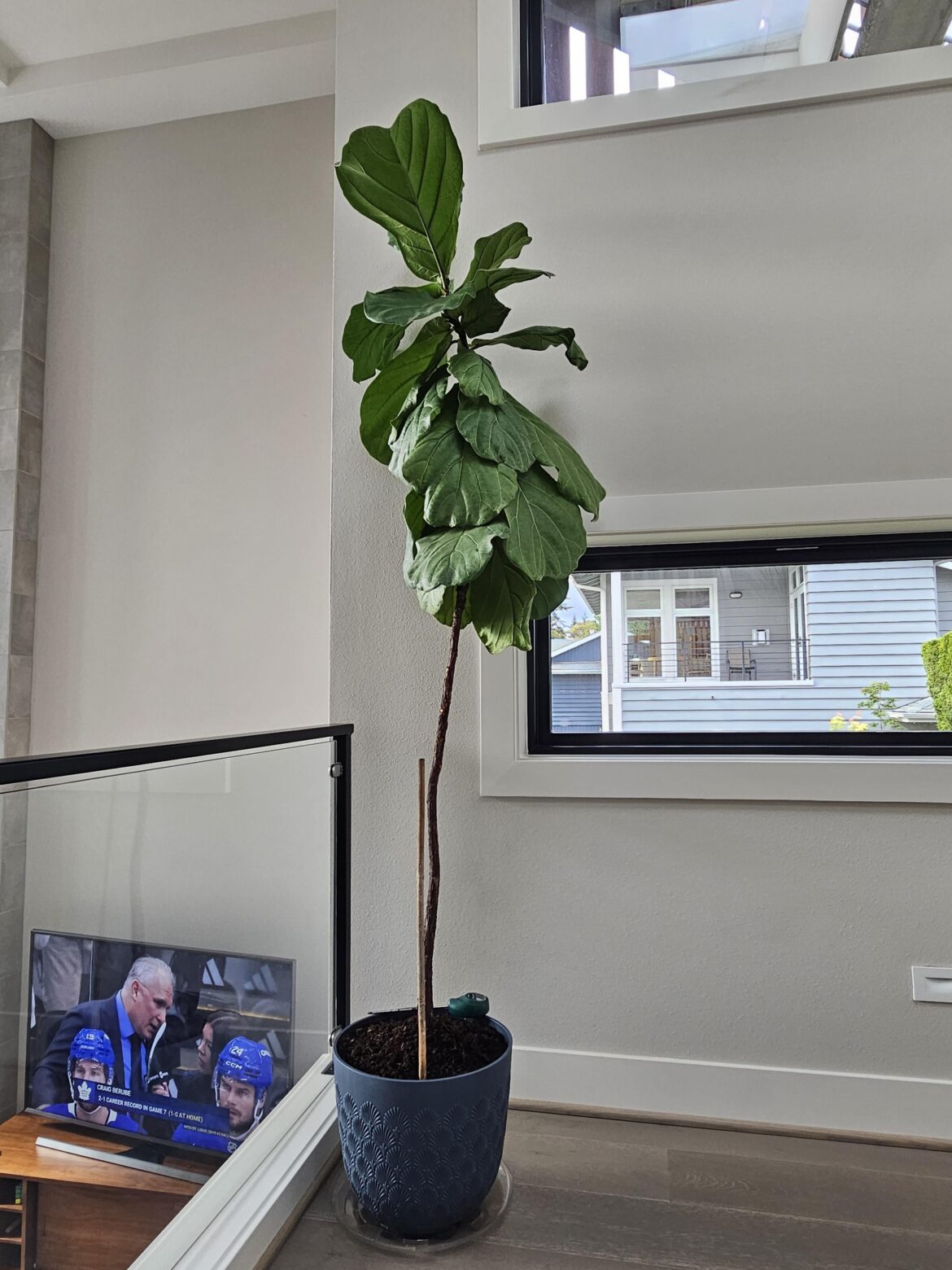 Just repotted FLF after lower leaves dropped